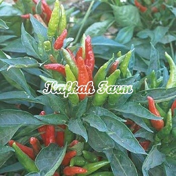 Benih 5 Biji PEPPER Thai Hot