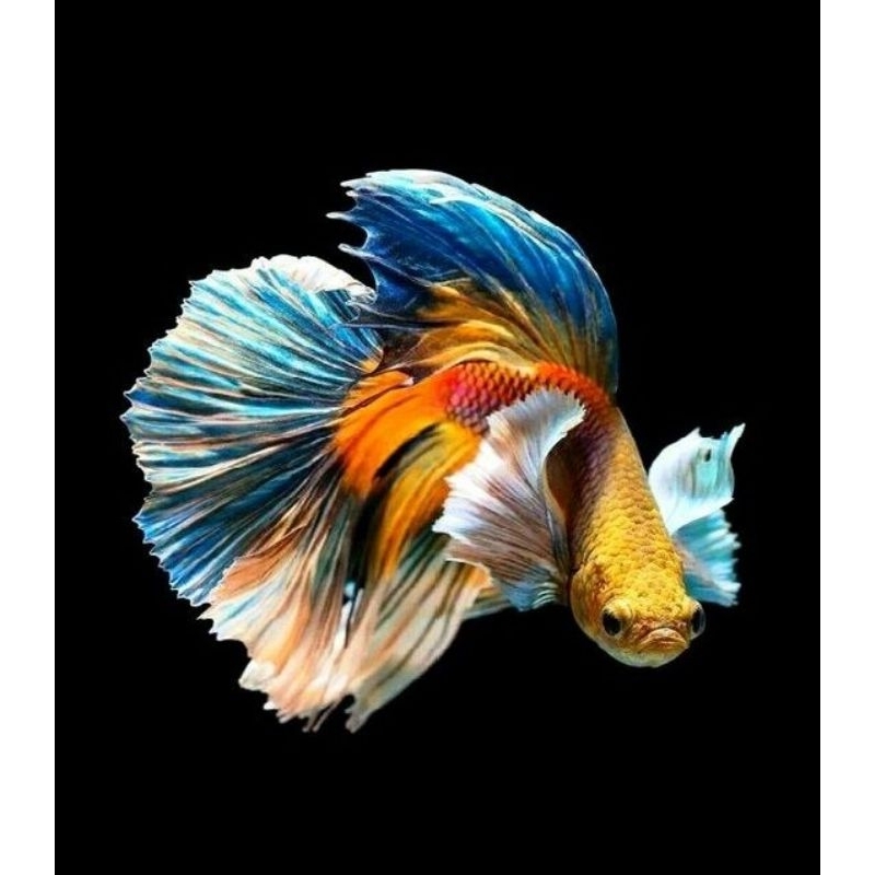 cupang HM multicolor