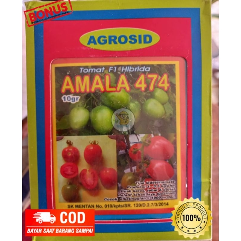 Tomat F1 Hibrida Amala 474 dari Agrosid