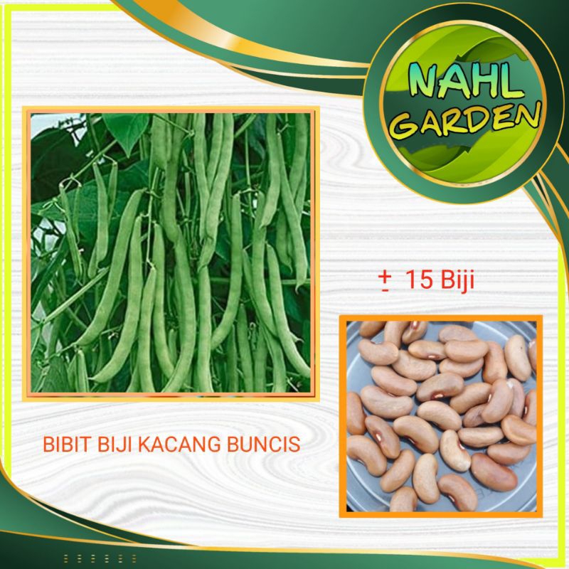 BIBIT BIJI KACANG BUNCIS (Kacang Buncis)