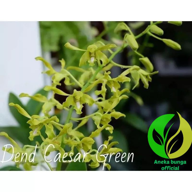 BUNGA ANGGREK DENDROBIUM CAESAR GREEN / TANAMAN HIAS POHON SEEDLING ANGGREK DENDROBIUM