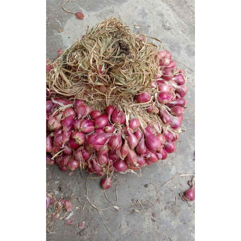 

Bawang Merah asli Brebes