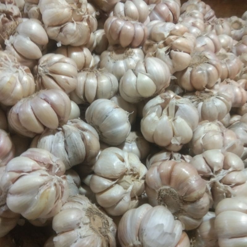 

Bawang Putih