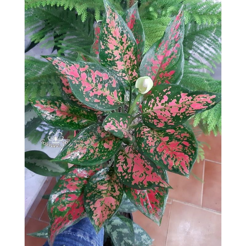 Aglaonema venus