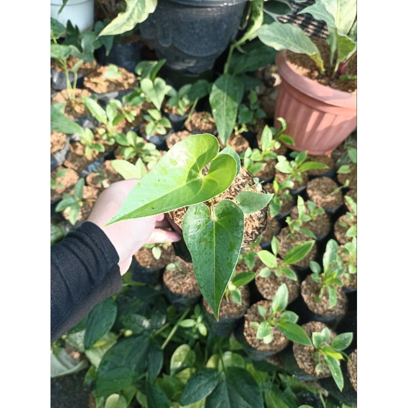 Baby Anthurium Corong / Anthurium Brownii