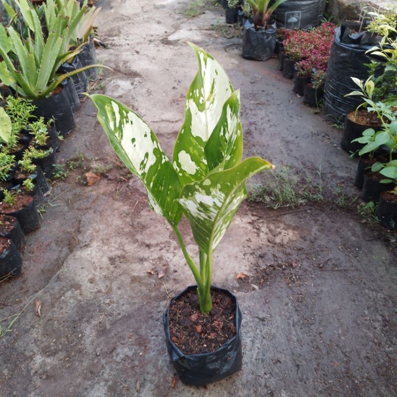 Tanaman diffenbachia aurora / sri rejeki