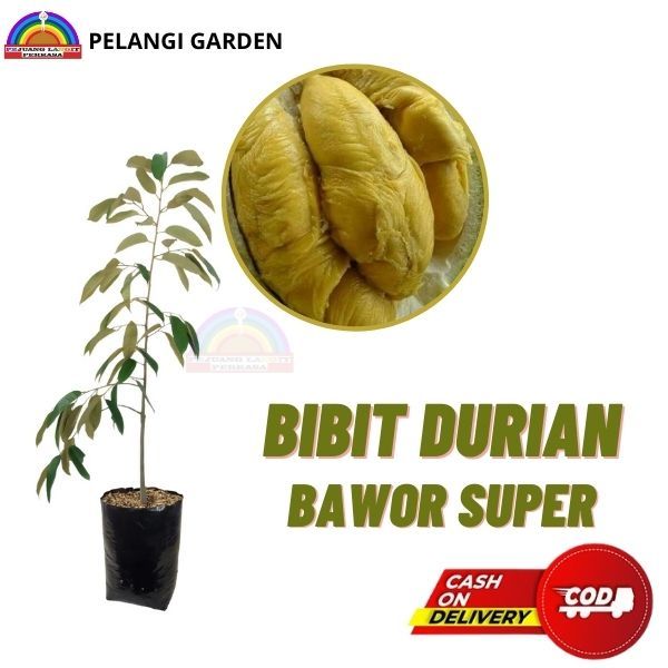 Bibit Durian Bawor Super Manis, Bibit Durian Bawor  Cepat Berbuah , Bibit Durian Bawor Super