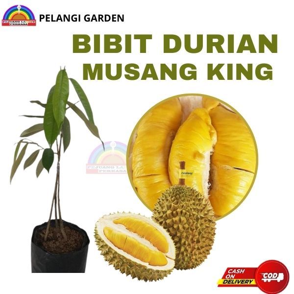 Bibit Durian Musangking Super Manis, Bibit Durian Musangking  Cepat Berbuah, Bibit Durian Musangking