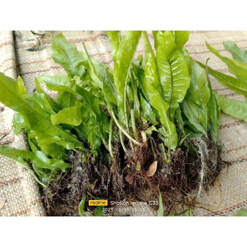 tanaman air aquascape kadaka mini 1 ikat isi 50/60 daun