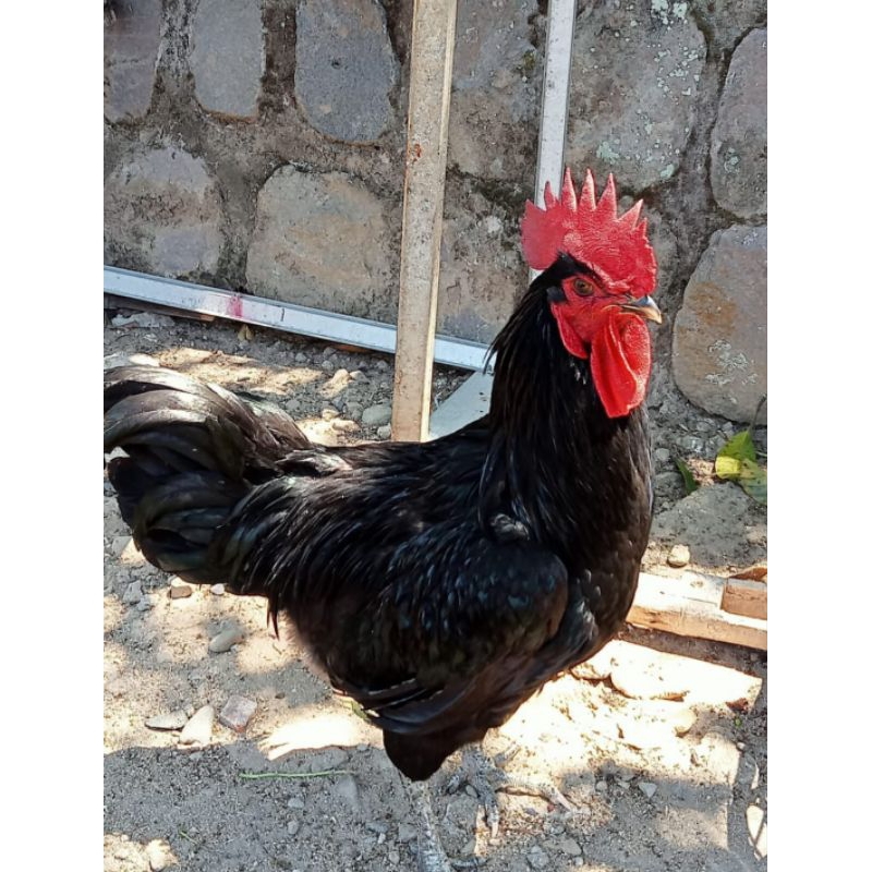Telur Fertil Australorp x Aky