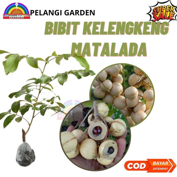 Bibit Kelengkeng Matalada, Bibit Kelengkeng Matalada Berbuah