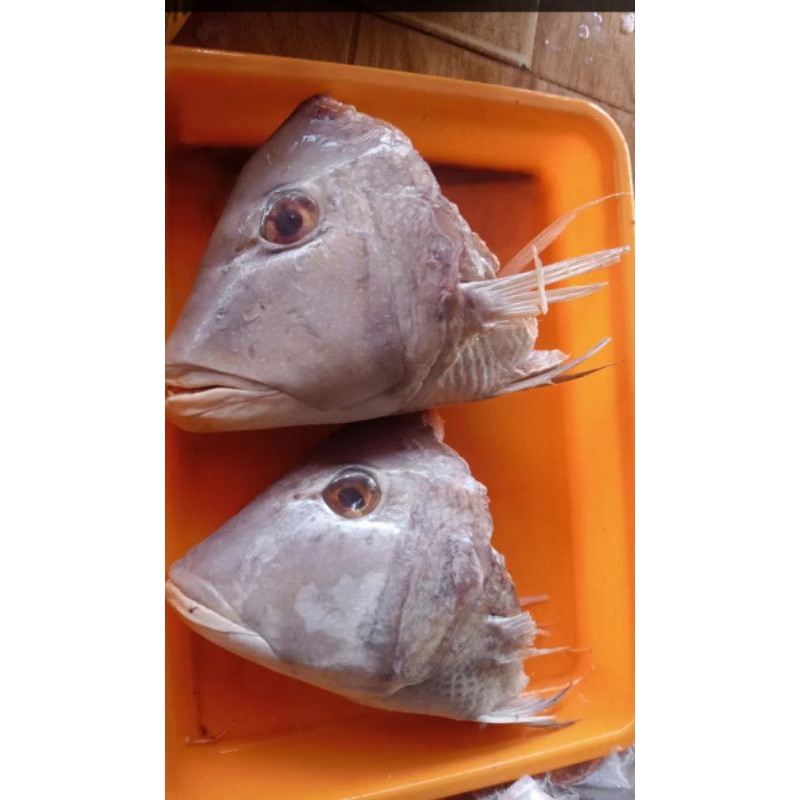 

Kepala Kakap putih