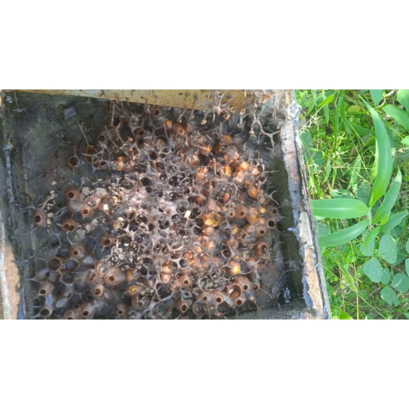 

madu trigona
