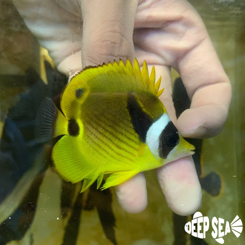 Ikan Hias Air Laut Kepe Gajah