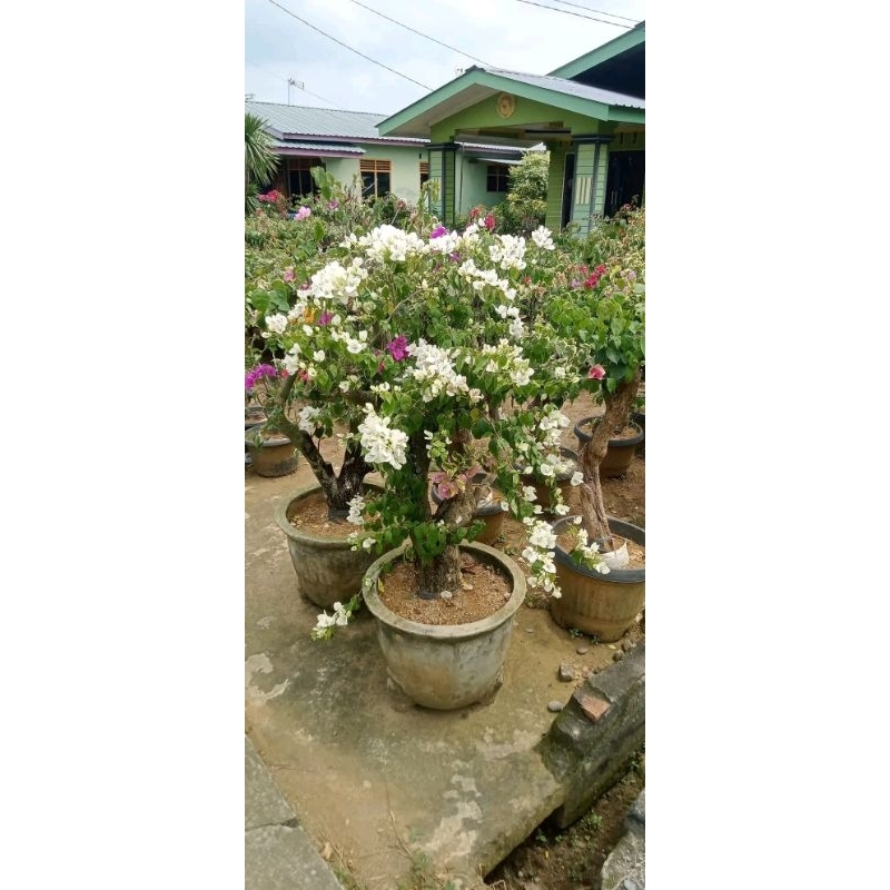 TANAMAN HIAS BUGENVIL BUNGA KERTAS BONSAI PUTIH KOMBINASI MERAH - PINK - BUGENVIL BONSAI