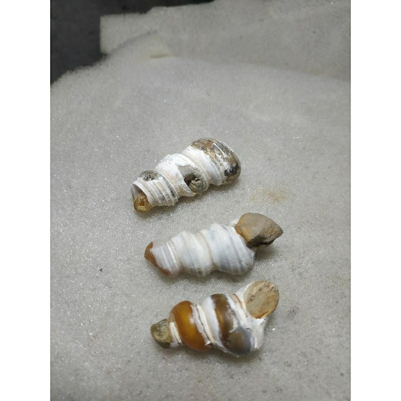 fosil keong kristal
