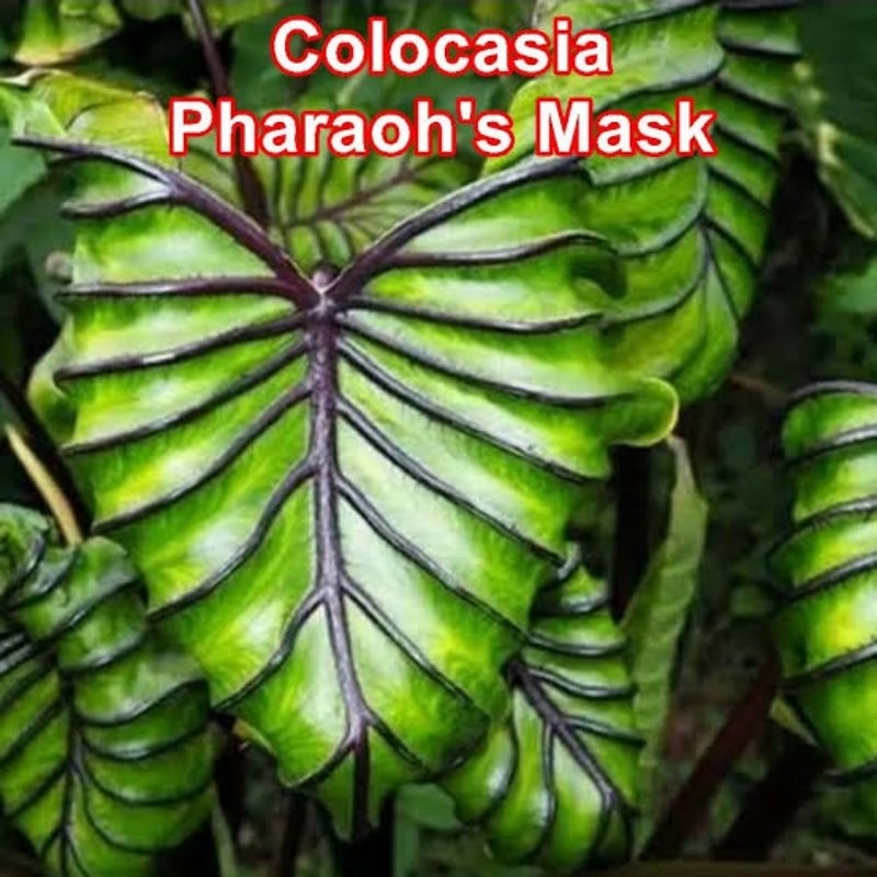 Tanaman hias colocasia pharaoh mask siap tanam size dewasa