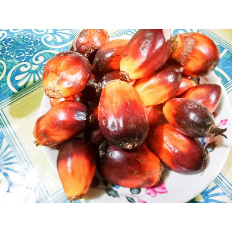 Buah sawit super 20biji bisa dijadikan bibit sangat cocok untuk umpan mancing disungai