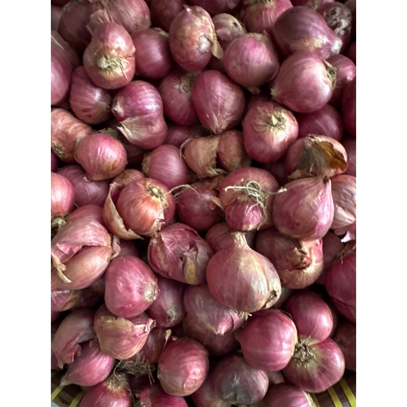 

Bawang Merah Ukuran Besar