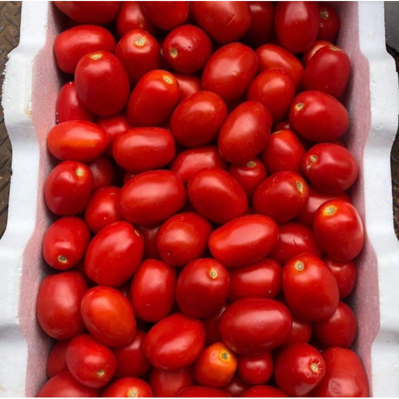 

Tomat Merah Segar 1kg FRESH