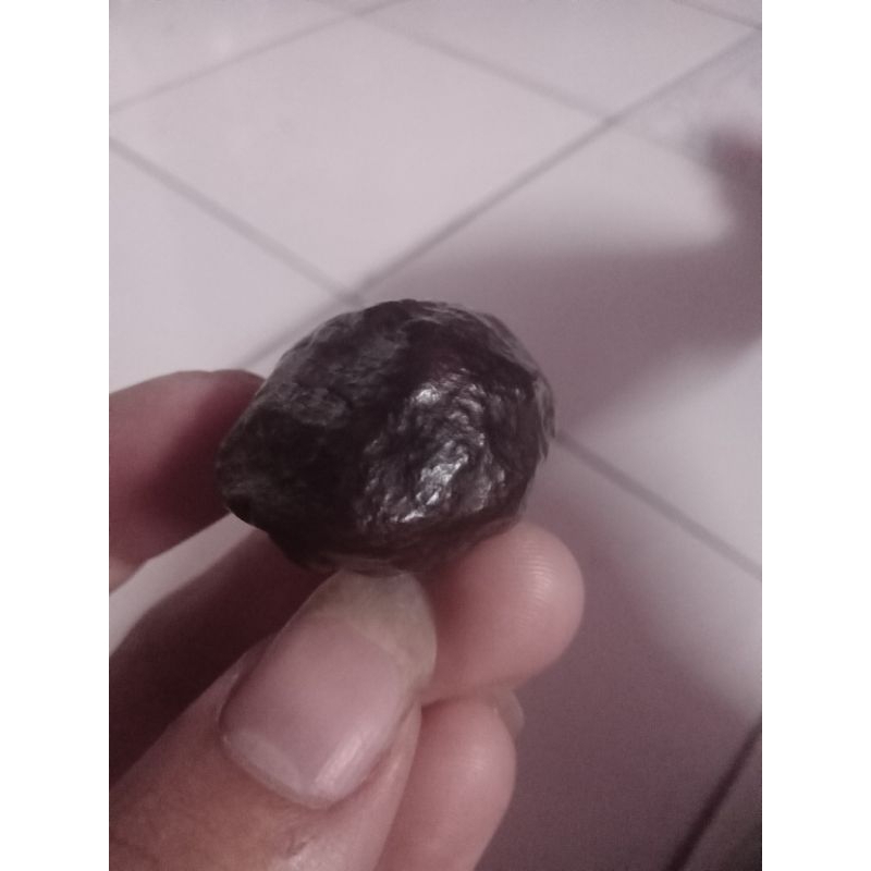 muncang adu jawa silangan jayanti