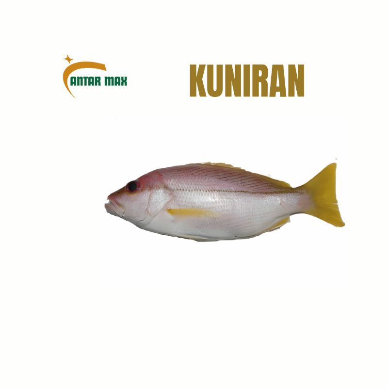 

Ikan Kuniran Sedang