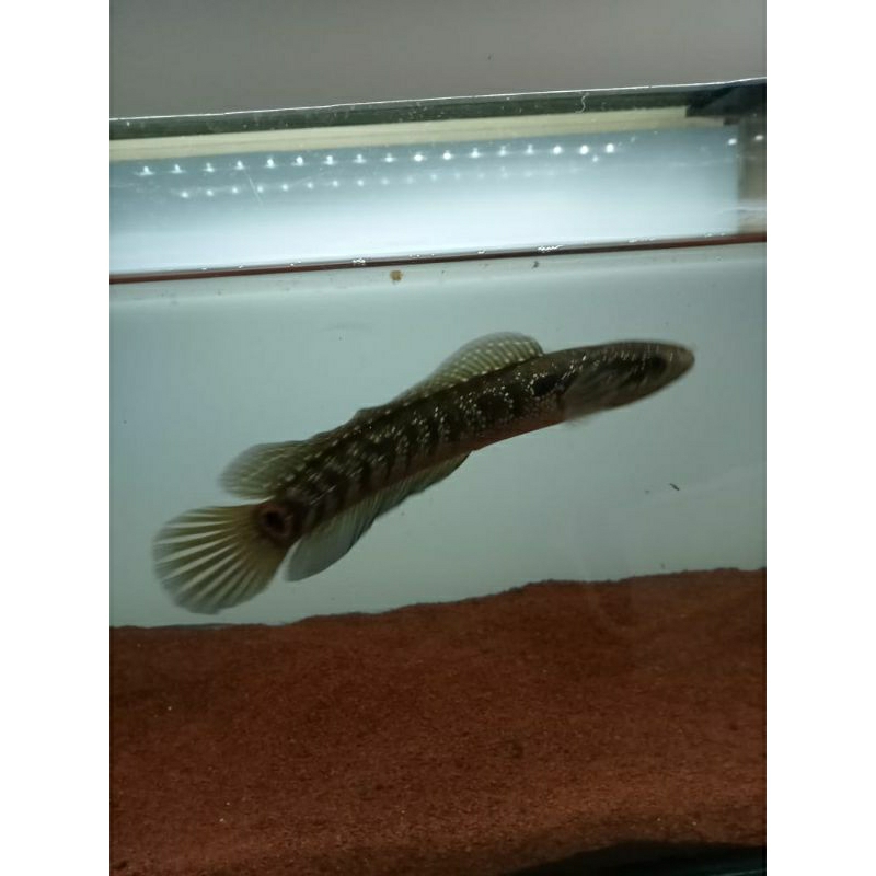 Channa Asiatica RSP Kalimaya