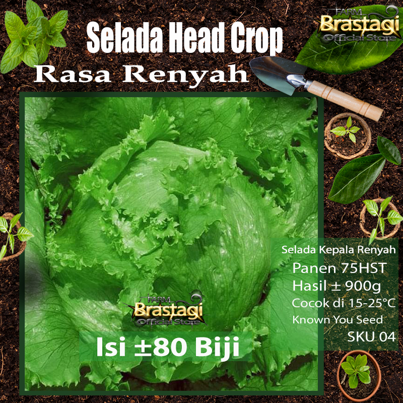 FBTG - 80 Benih Selada Head Crop Lettuce General Known You Seed KYS - Sku04