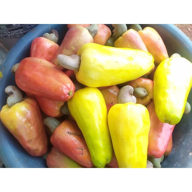 

jambu monyet/moneng/jambu mede 1kg