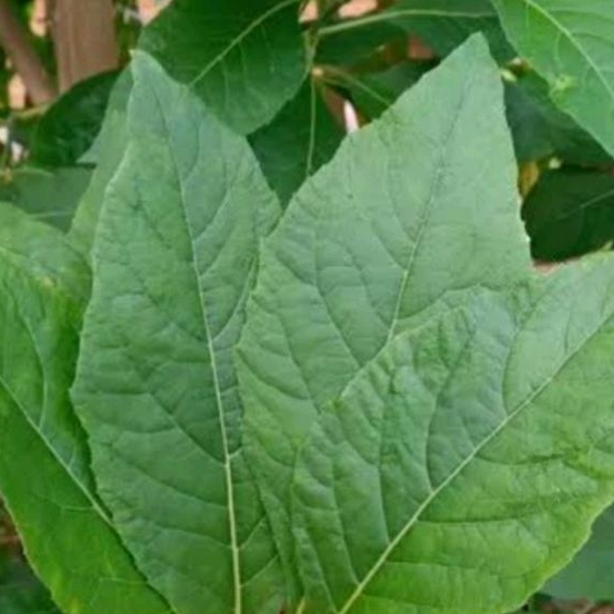 

daun afrika segar untuk herbal