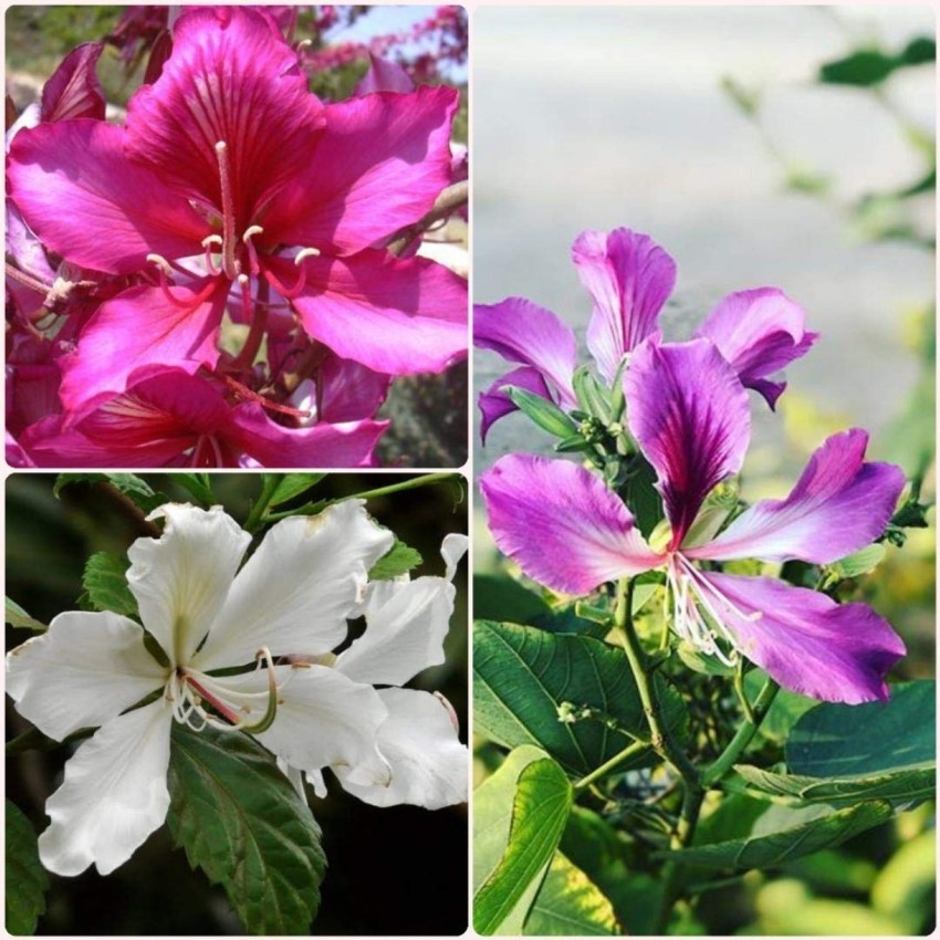 Bibit Benih Bunga Bauhinia Kupu Kupu Mix (10 Butir)