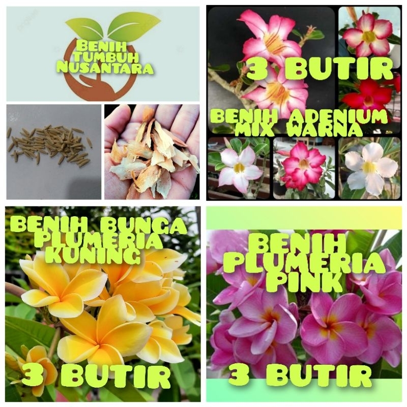 BENIH BUNGA KAMBOJA/ADENIUM CAMPUR WARNA, KAMBOJA BALI PINK,KAMBOJA BALI KUNING/PLUMERIA