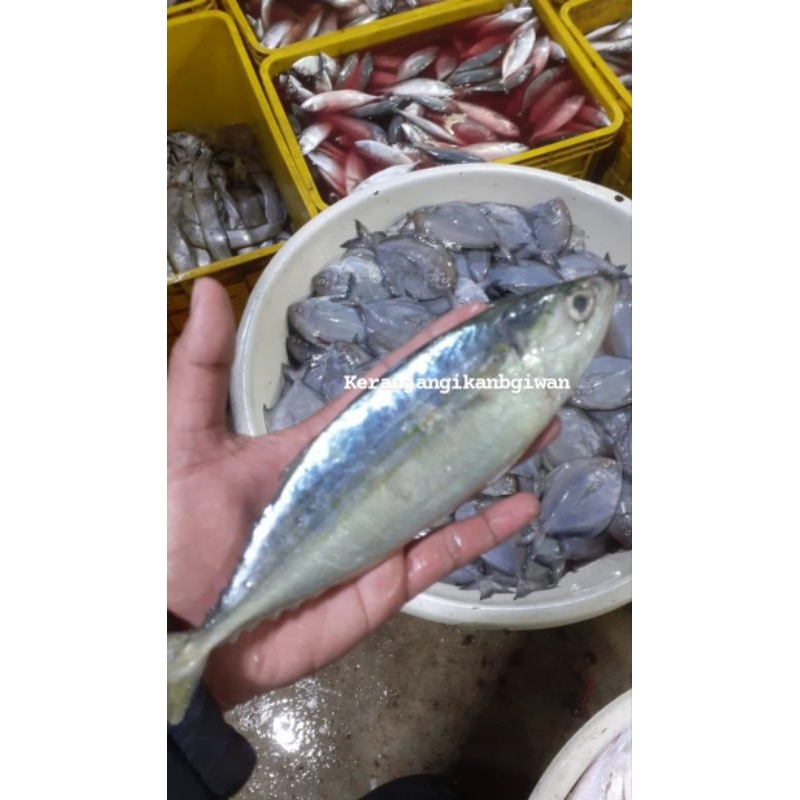 

Ikan kembung banjar 1kg berkualitas isi 5/6 (bukan frozen) free dibersihkan gratis minyak goreng 1liter