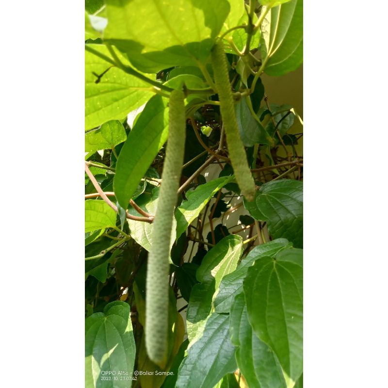 

Buah Sirih { lsi 25 Buah }