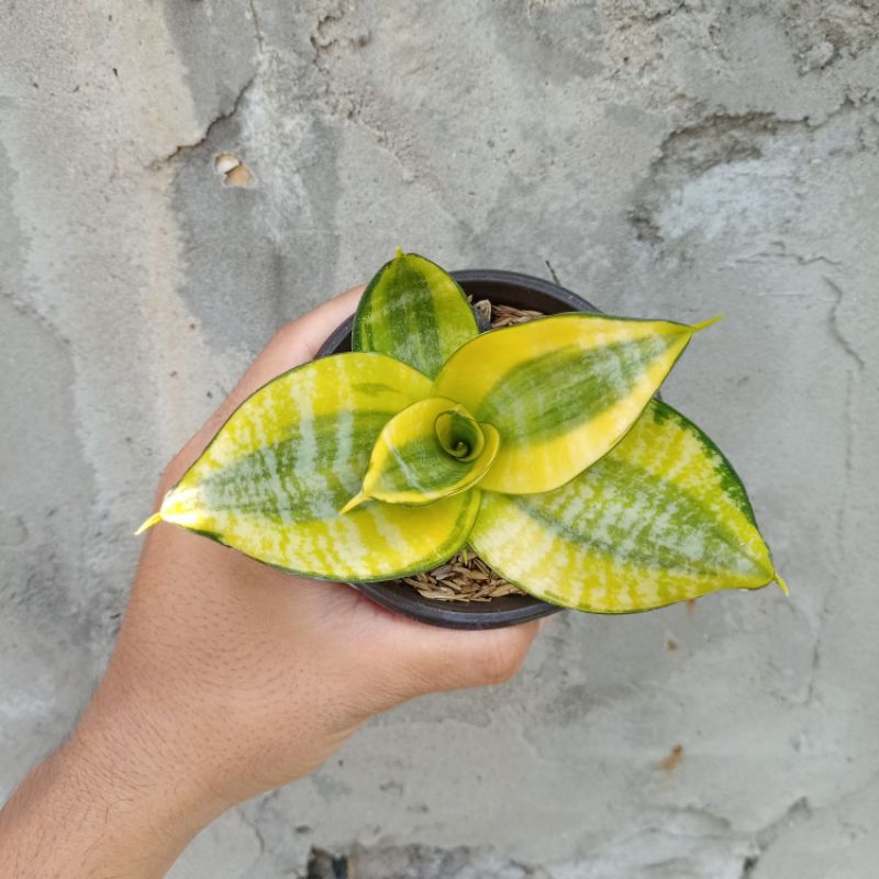 Sansivera golden Hanny Philippine