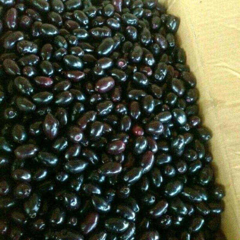 Jamblang buah juwet/duwet 1 kg petik pohon semarang
