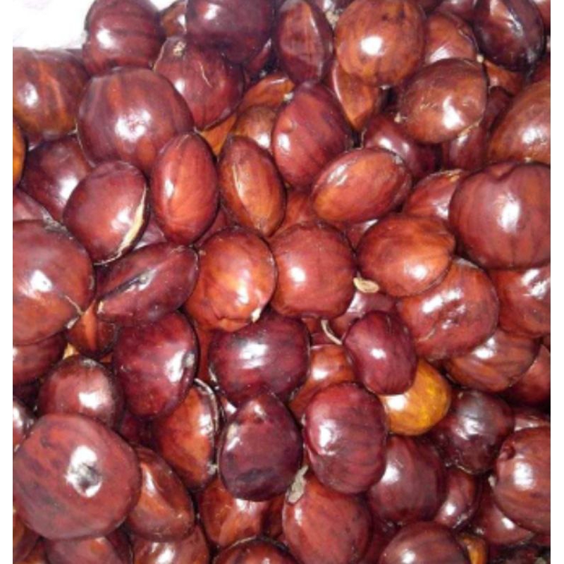 

jengkol tua masih segar