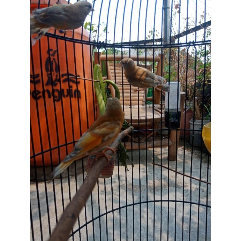 redsiskin paud double dilute