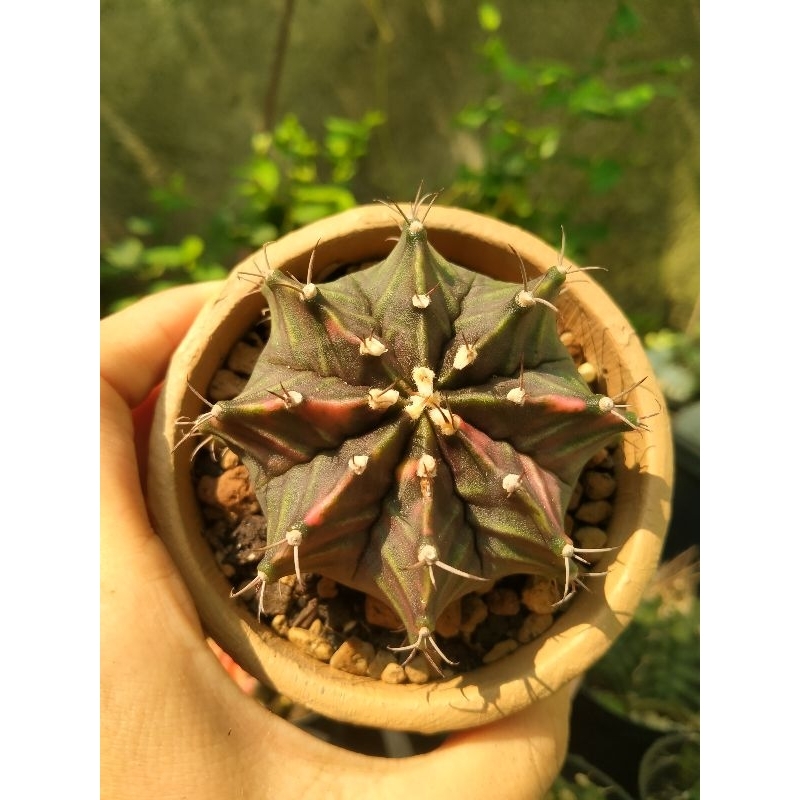 Kaktus Lb var corak cakep medium