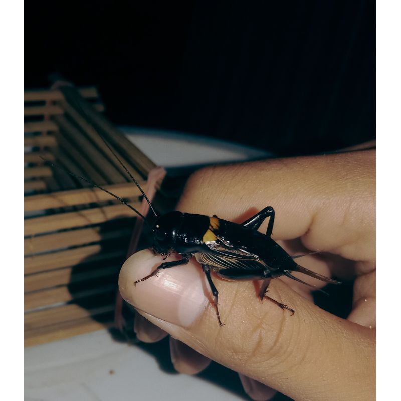 Jangkrik: Musisi Kecil Malam Ini