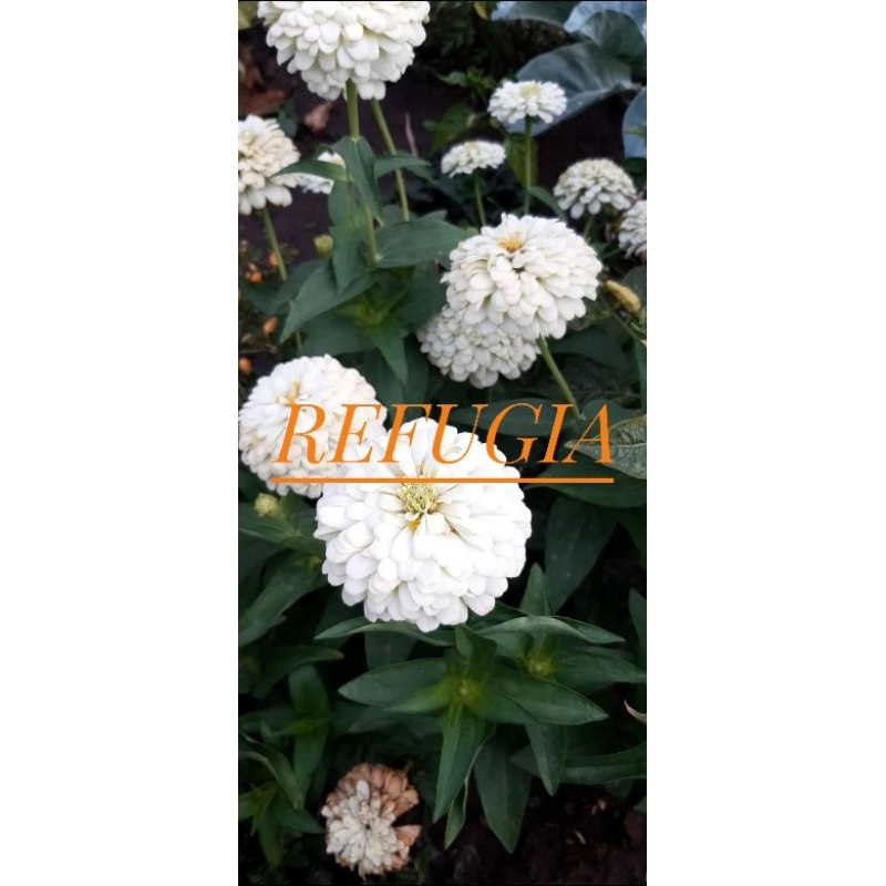 Zinnia Putih Tumpuk