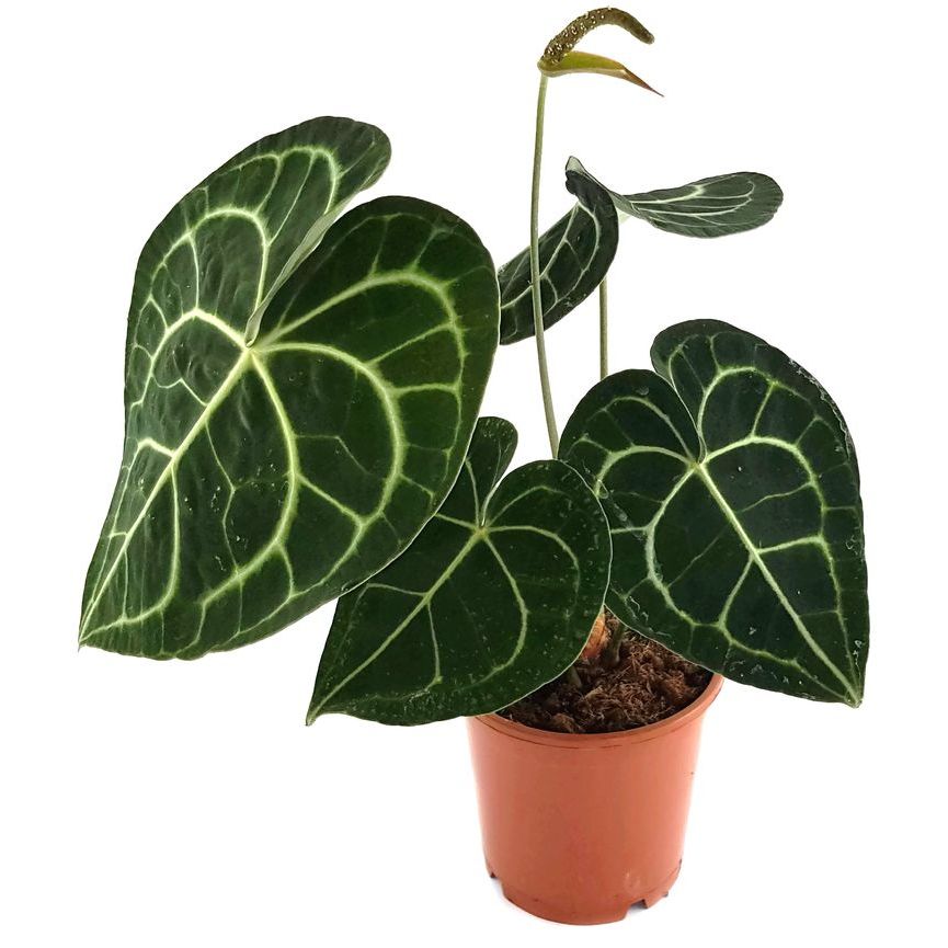 Anthurium clarinervium tarantula - Anthurium tarantula