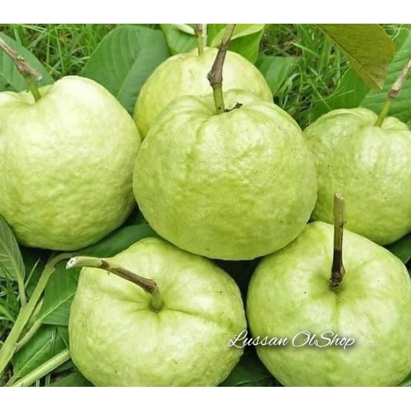 

Jambu Kristal Fresh 1 Kg