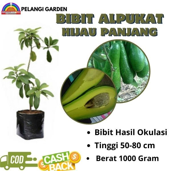 Bibit Alpukat Hijau Panjang, Bibit Alpukat Unggul, Bibit Alpukat Super Manis