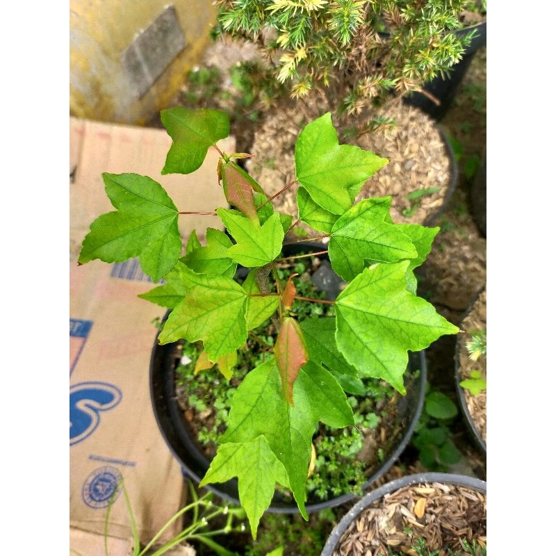 Bahan Bonsai Maple Trident/ Trident Maple