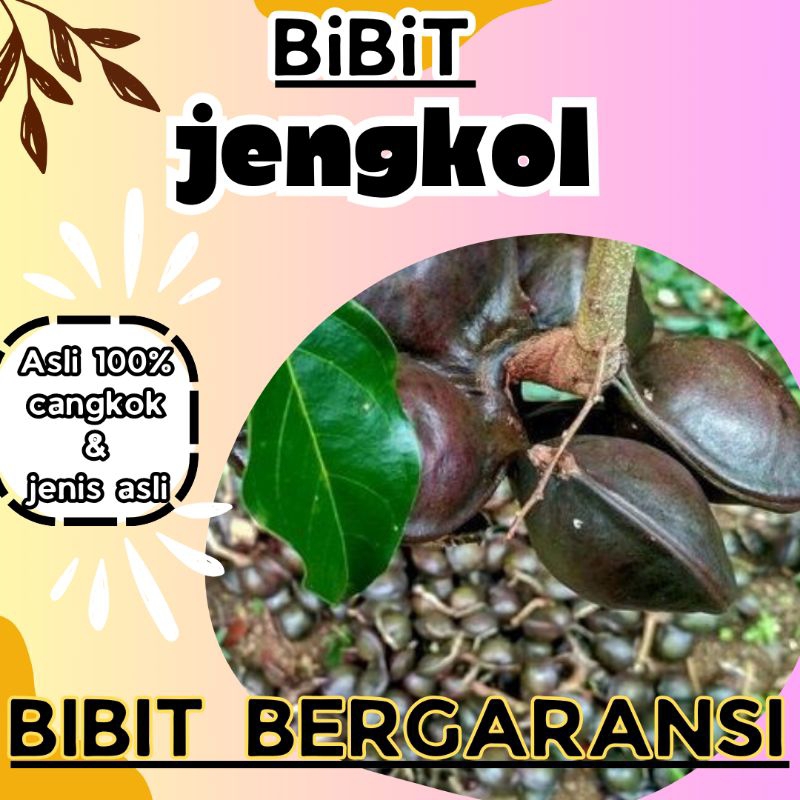 bibit jengkol cepat berbuah asli cangkokan