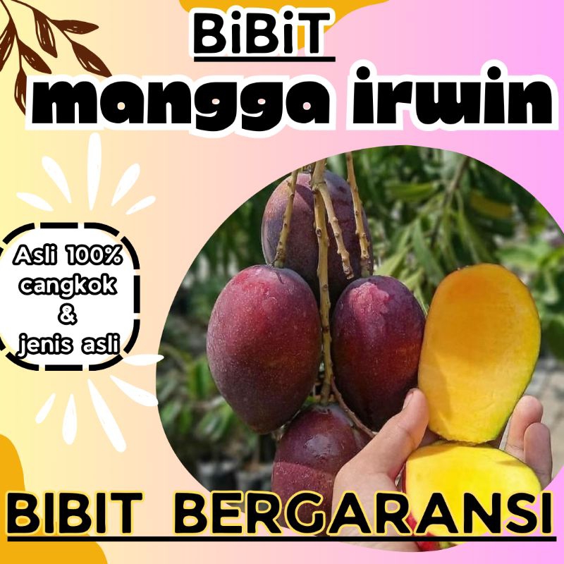bibit mangga irwin super asli cangkokan