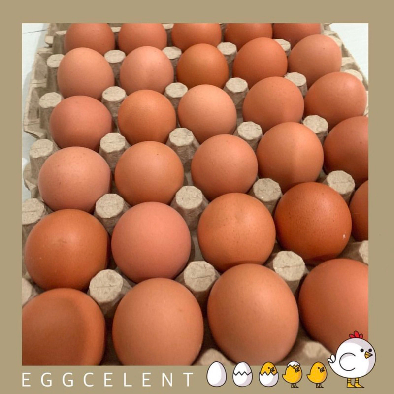 

Telur Ayam Eropa