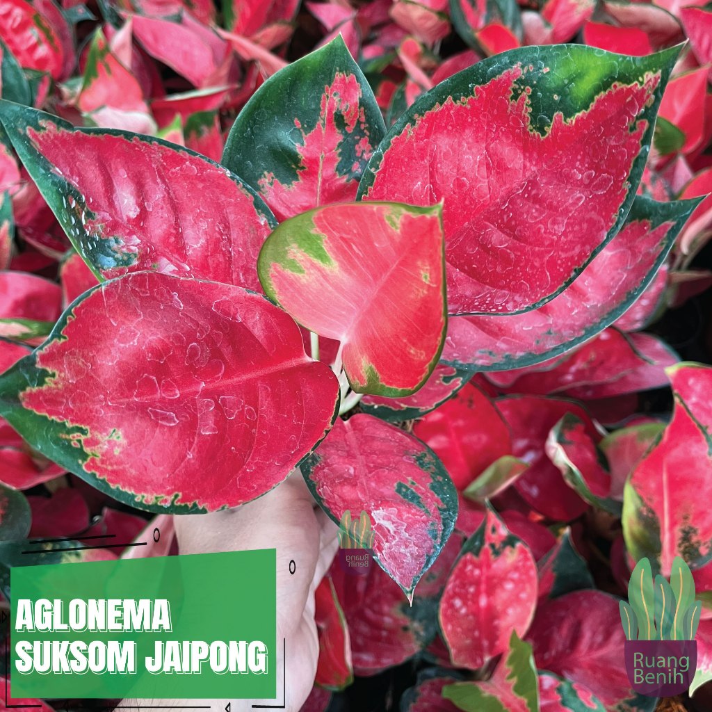 Aglonema Suksom Jaipong Merah Menor Besar Rimbun Rawatan Tanaman Hias