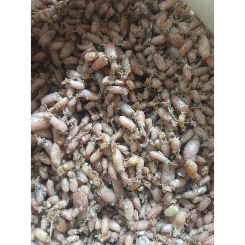 

baby cumi kualitas super 250g